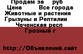 Продам за 50 руб. › Цена ­ 50 - Все города Животные и растения » Грызуны и Рептилии   . Чеченская респ.,Грозный г.